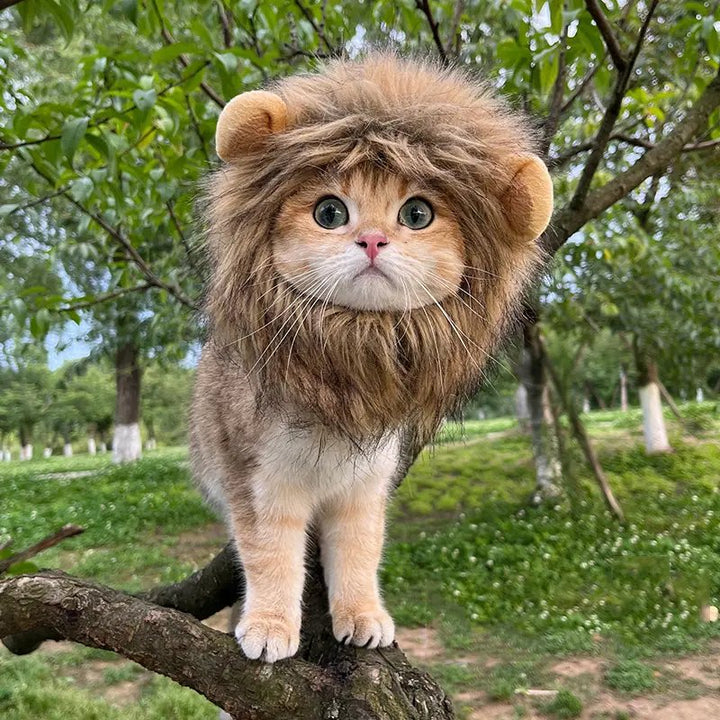 Lion Mane Cat Costume - Luca Mancini