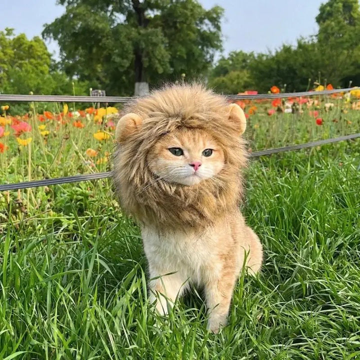 Lion Mane Cat Costume - Luca Mancini