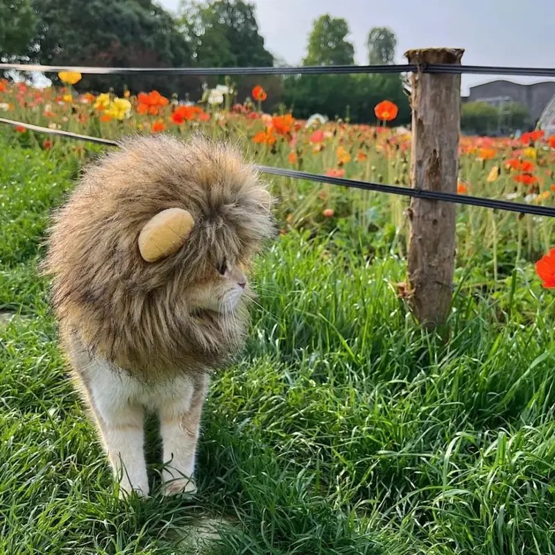 Lion Mane Cat Costume - Luca Mancini