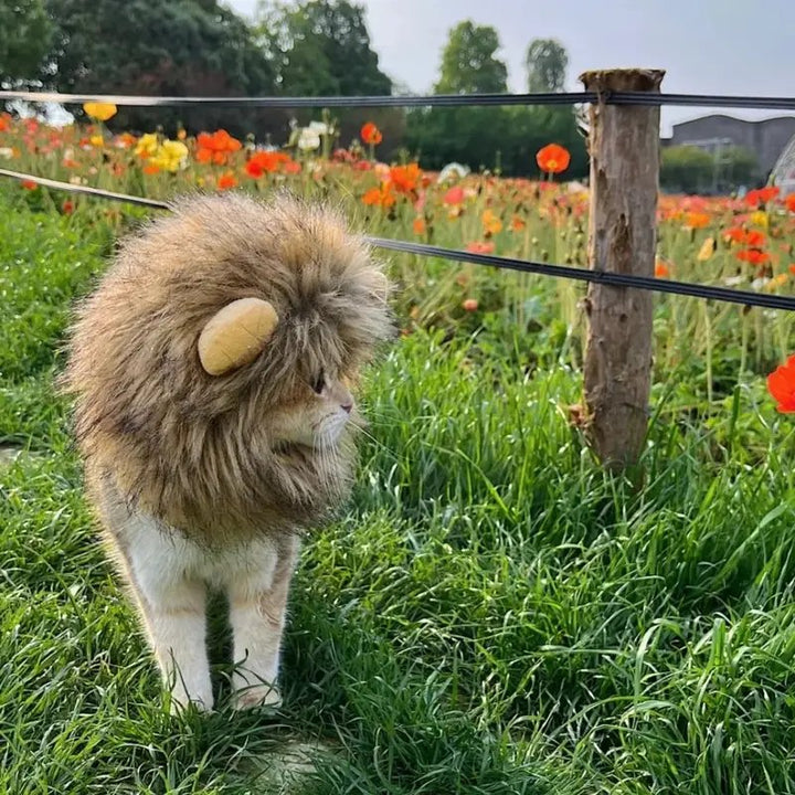 Lion Mane Cat Costume - Luca Mancini